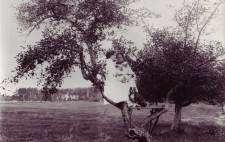 Helen and Annie, both dressed in long white dresses, perched together on a low branch of a tree, a mastiff sitting on a platform at their feet. Annie reads from a book.