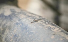 A close up of industrial machinery, painted blue and coated in dried mud.